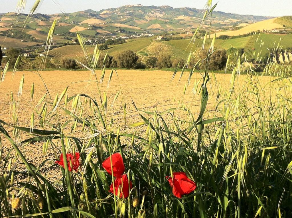 Vila Agriturismo Casa Rosa Offida Exteriér fotografie